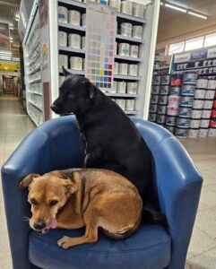 whatsapp image 2026 03 11 at 08.04.29